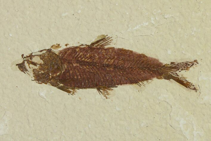 Bargain Fossil Fish (Knightia) - Wyoming #295694